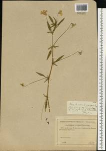 Фиалка трехцветная, Анютины глазки L., Восточная Европа, Центральный район (E4) (Россия)