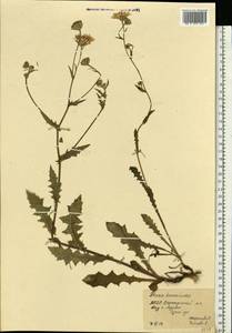 Горлюха малоцветковая Willd., Восточная Европа, Молдавия (E13a) (Молдавия)