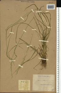 Lolium pratense (Huds.) Darbysh., Восточная Европа, Южно-Украинский район (E12) (Украина)