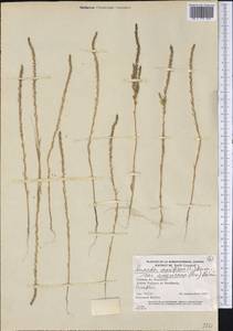 Suaeda calceoliformis (Hook.) Moq., Америка (AMER) (Канада)