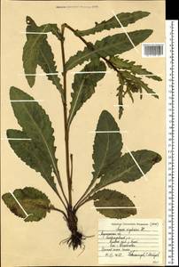 Jacobaea racemosa subsp. kirghisica (DC.) Galasso & Bartolucci, Восточная Европа, Центральный лесостепной район (E6) (Россия)