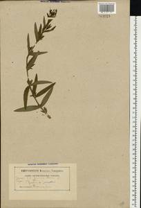 Кипрей мелкоцветковый Schreb., Восточная Европа, Белоруссия (E3a) (Белоруссия)