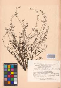MHA 0 153 144, Myosotis laxa subsp. laxa, Восточная Европа, Восточный район (E10) (Россия)