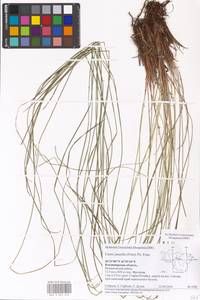 Осока черная ситниковая (Fr.) Soó, Восточная Европа, Центральный район (E4) (Россия)