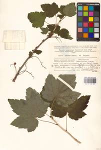 Ribes spicatum subsp. lapponicum Hyl., Восточная Европа, Северный район (E1) (Россия)