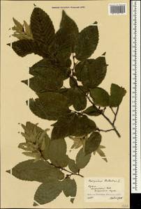 Граб обыкновенный, Граб кавказский L., Крым (KRYM) (Россия)