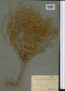 Вьюнок седоватый Schrenk, Средняя Азия и Казахстан, Муюнкумы, Прибалхашье и Бетпак-Дала (M9) (Казахстан)