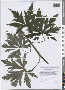 Борец Щукина Turcz., Сибирь, Дальний Восток (S6) (Россия)