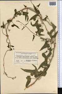 Cynanchum acutum subsp. sibiricum (Willd.) Rech. fil., Средняя Азия и Казахстан, Северный и Центральный Тянь-Шань (M4) (Казахстан)