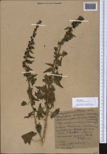 Blitum virgatum subsp. virgatum, Средняя Азия и Казахстан, Западный Тянь-Шань и Каратау (M3) (Киргизия)