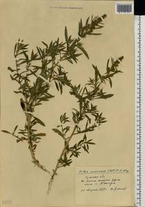 Bassia scoparia var. subvillosa (Moq.) Buttler, Восточная Европа, Центральный район (E4) (Россия)