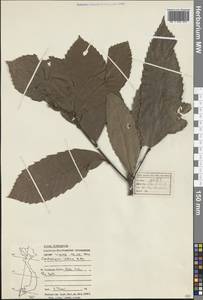 Castanopsis indica (Roxb. ex Lindl.) A.DC., Зарубежная Азия (ASIA) (Вьетнам)