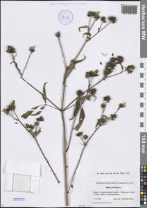 Череда олиственная, Череда многолистная L., Кавказ, Ставропольский край, Карачаево-Черкесия, Кабардино-Балкария (K1b) (Россия)