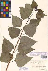 Populus nigra × laurifolia, Восточная Европа, Московская область и Москва (E4a) (Россия)