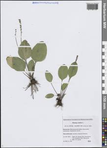 Подорожник азиатский L., Сибирь, Чукотка и Камчатка (S7) (Россия)