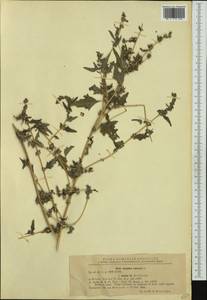 Лебеда татарская L., Западная Европа (EUR) (Румыния)