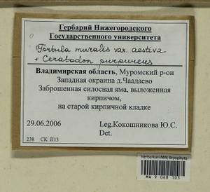 Ceratodon purpureus (Hedw.) Brid., Гербарий мохообразных, Мхи - Центральное Нечерноземье (B6) (Россия)