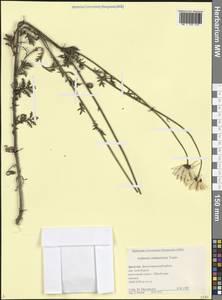 Пупавка темноокамленная, Кавказ, Дагестан (K2) (Россия)