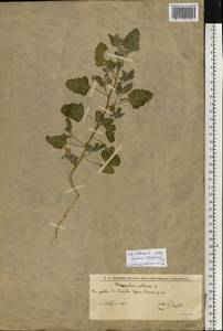 Марь белая L., Восточная Европа, Нижневолжский район (E9) (Россия)