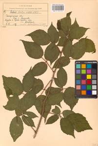 Ежевика щетинистая Waldst. & Kit., Восточная Европа, Западно-Украинский район (E13) (Украина)