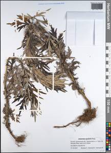 Artemisia vulgaris subsp. vulgaris, Сибирь, Дальний Восток (S6) (Россия)