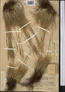 Овсяница валисская, Типчак Schleich. ex Gaudin, Средняя Азия и Казахстан, Западный Тянь-Шань и Каратау (M3) (Узбекистан)