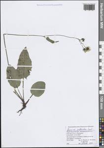 Hieracium jurassicum subsp. translucens (Arv.-Touv.) Greuter, Восточная Европа, Волжско-Камский район (E7) (Россия)