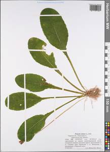 Первоцвет высокий (L.) L., Восточная Европа, Северо-Западный район (E2) (Россия)