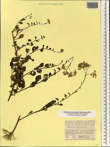 Cyanthillium cinereum (L.) H. Rob., Африка (AFR) (Сейшельские острова)