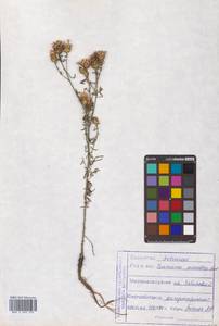 Centaurea stoebe subsp. stoebe, Сибирь, Дальний Восток (S6) (Россия)