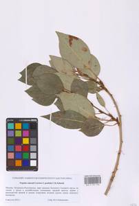 Тополь Симона Carrière, Восточная Европа, Московская область и Москва (E4a) (Россия)