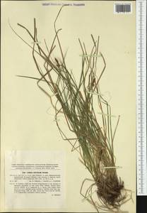 Carex fritschii Waisb., Западная Европа (EUR) (Чехия)