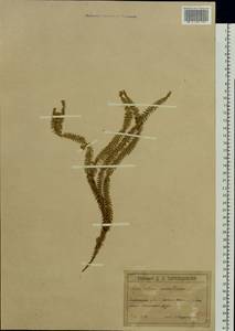 Spinulum annotinum subsp. annotinum, Восточная Европа, Латвия (E2b) (Латвия)