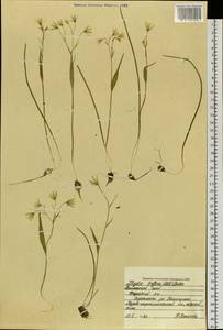 Гусиный лук трехцветковый (Ledeb.) Schult. & Schult.f., Сибирь, Дальний Восток (S6) (Россия)
