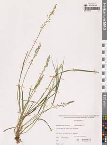 Мятлик болотный L., Сибирь, Чукотка и Камчатка (S7) (Россия)