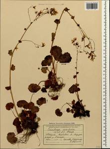Saxifraga rotundifolia subsp. rotundifolia, Кавказ, Абхазия (K4a) (Абхазия)