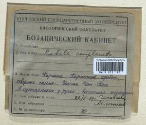 Radula complanata (L.) Dumort., Гербарий мохообразных, Мхи - Средняя Азия и Казахстан (B16) (Киргизия)