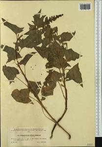 Блитум доброго Генриха (L.) Rchb., Западная Европа (EUR) (Чехия)