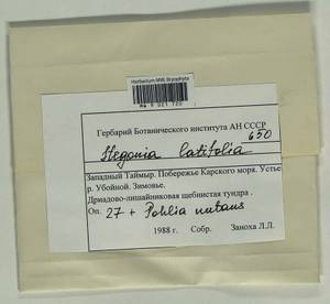 Pohlia nutans (Hedw.) Lindb., Гербарий мохообразных, Мхи - Красноярский край, Тыва и Хакасия (B17) (Россия)