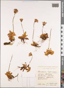 Pilosella hypeurya (Peter) Soják, Кавказ, Грузия (K4) (Грузия)