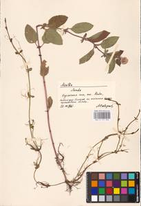 MHA 0 157 908, Мята водяная L., Восточная Европа, Литва (E2a) (Литва)