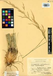 Neotrinia splendens (Trin.) M.Nobis, P.D.Gudkova & A.Nowak, Сибирь, Западная Сибирь (S1) (Россия)