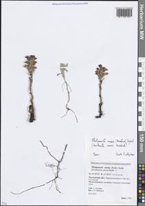 Фелипанхе голубая (Rchb.) Soják, Восточная Европа, Ростовская область (E12a) (Россия)