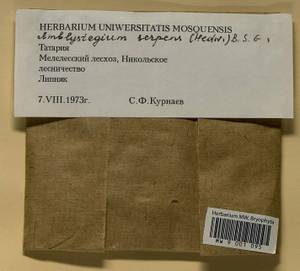 Amblystegium serpens (Hedw.) Schimp., Гербарий мохообразных, Мхи - Среднее Поволжье (B9) (Россия)