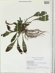 Silene dioica subsp. dioica, Восточная Европа, Центральный лесной район (E5) (Россия)