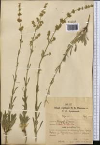 Смолевка днепровская (Gruner) Walters, Средняя Азия и Казахстан, Северный и Центральный Казахстан (M10) (Казахстан)