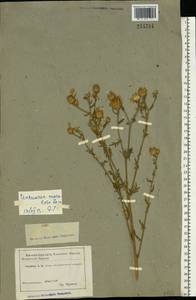 Centaurea stoebe subsp. stoebe, Восточная Европа, Средневолжский район (E8) (Россия)