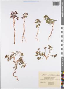 Молочай волнистый M.Bieb., Восточная Европа, Нижневолжский район (E9) (Россия)