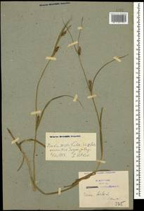 Осока мохнатая, Осока коротковолосистая L., Кавказ, Азербайджан (K6) (Азербайджан)