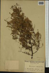 Bursaria spinosa, Австралия и Океания (AUSTR) (Австралия)
